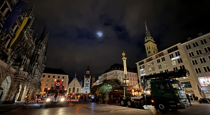 Aufstellung der sibirischen Fichte aus Königsorf  am 08.11.2023 auf dem Marienplatz (©Foto. Martin Schmitz)